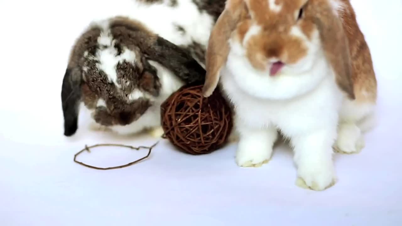 Ohio House Rabbit Rescue