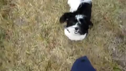 Puppy “Plays” Come When Called