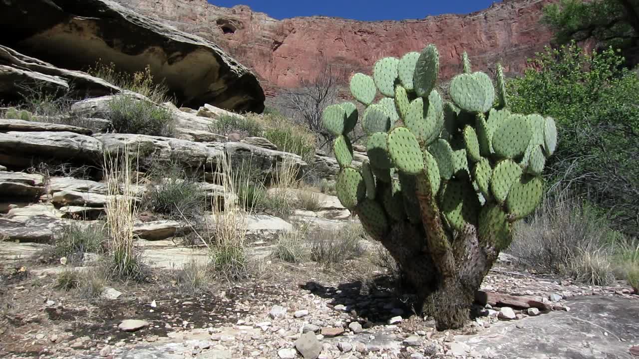 Grand Canyon National Park: Beavertail Cactus