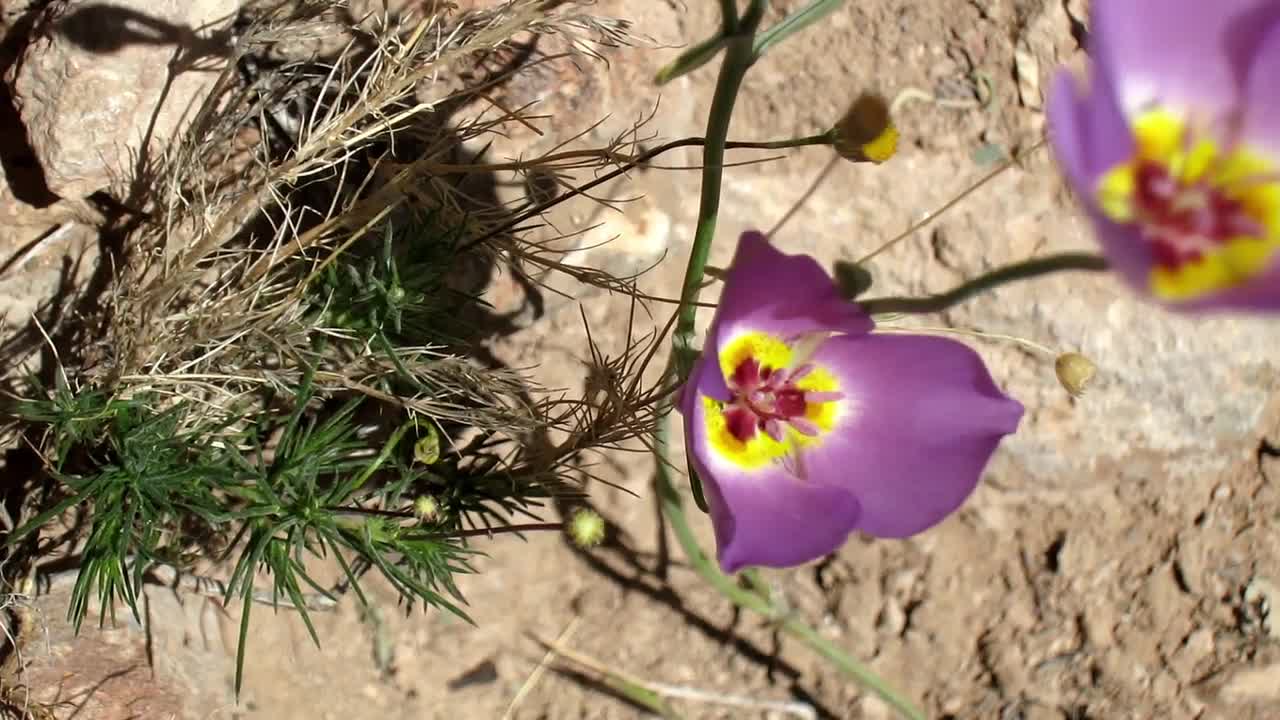Grand Canyon National Park: Spring Wildflowers - Fun - 4fun.com