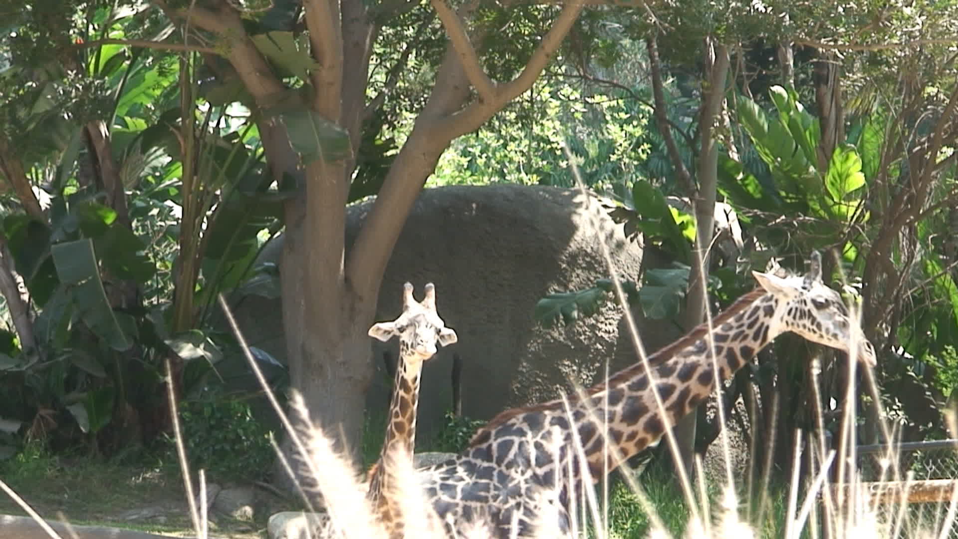 A Mother and Baby Giraffe - Animals - 4fun.com