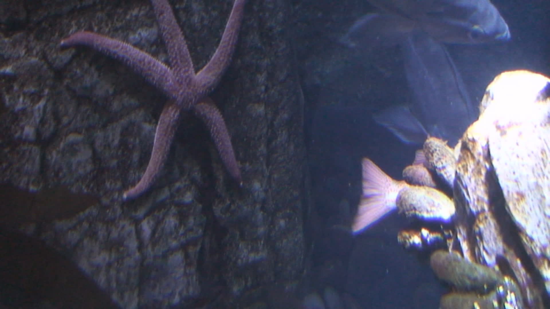 A Cool Looking Starfish - Animals - 4fun.com