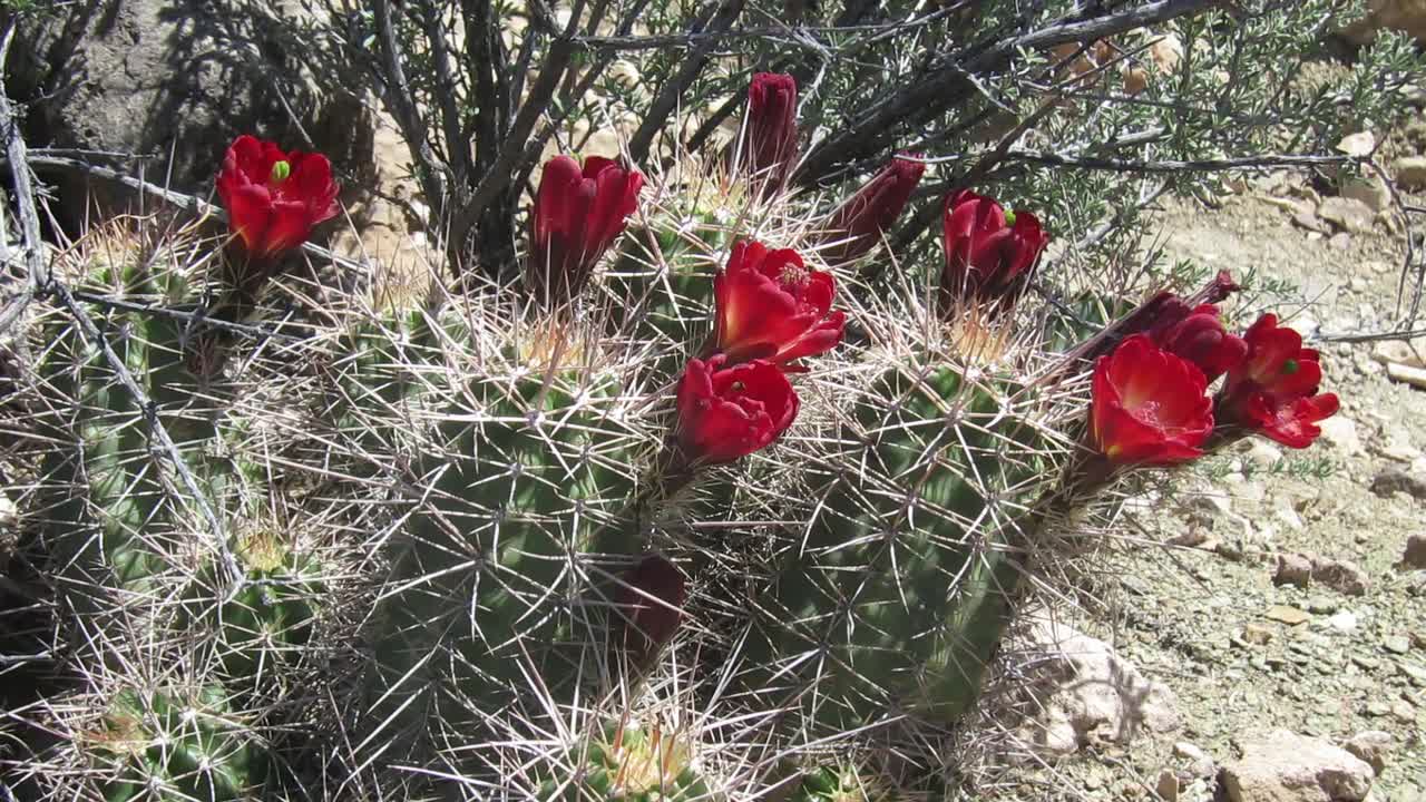 Grand Canyon National Park: Cacti and Pollenators - Fun - 4fun.com