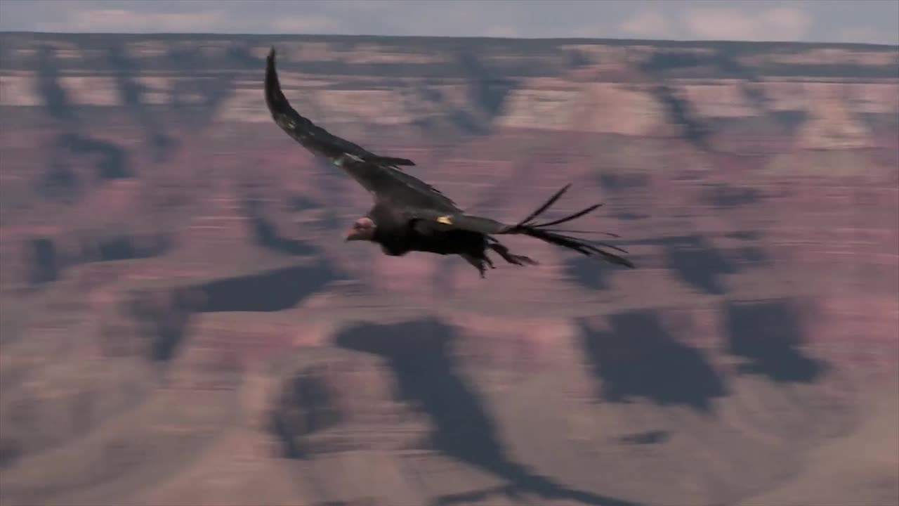 Grand Canyon National Park: Condors Flying - Animals - 4fun.com