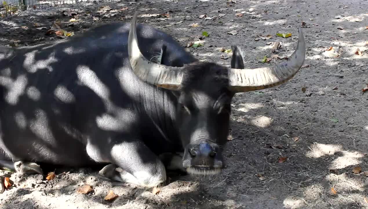 A Carabao Resting - Animals - 4fun.com