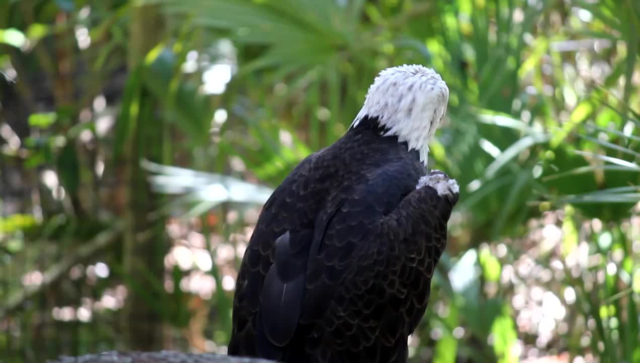 Bald Eagle - Animals - 4fun.com