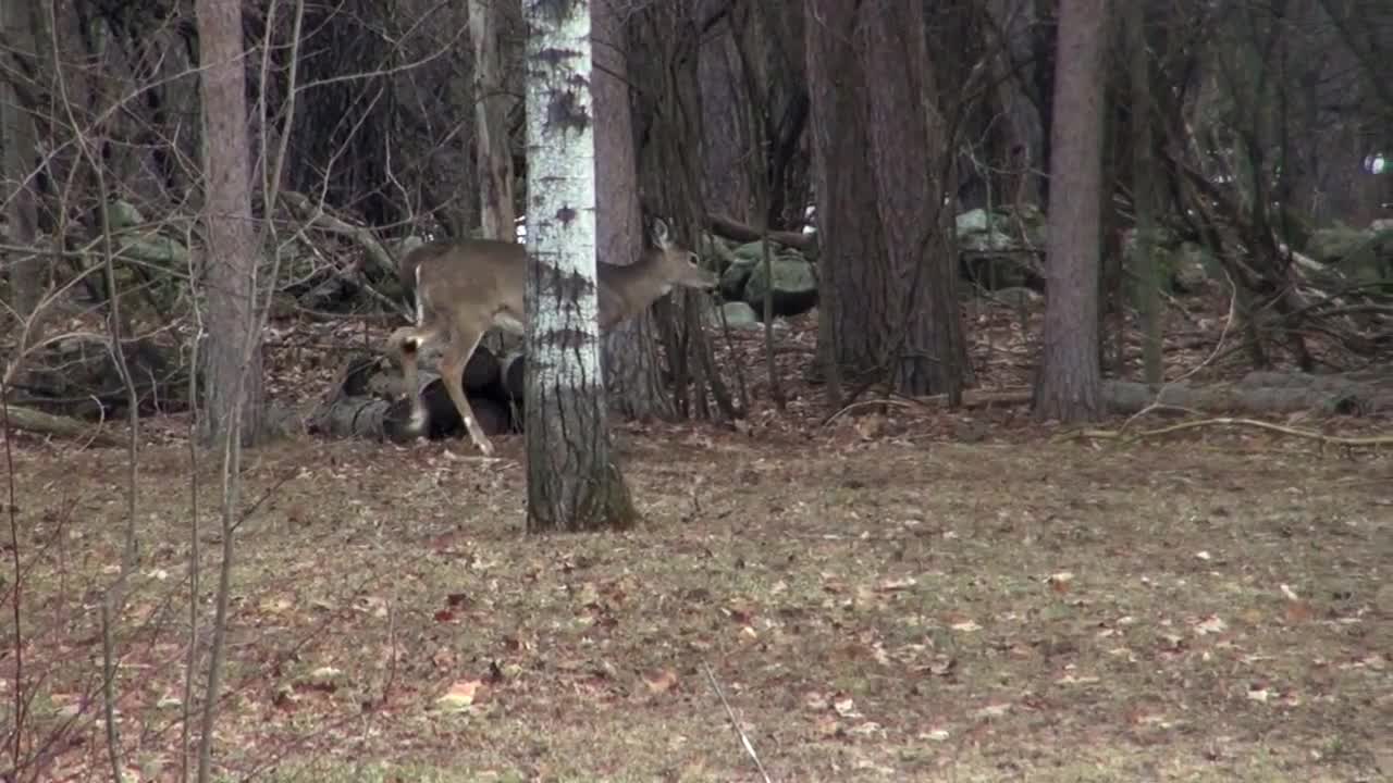 3 Legged Deer Walks Through Forest Limping