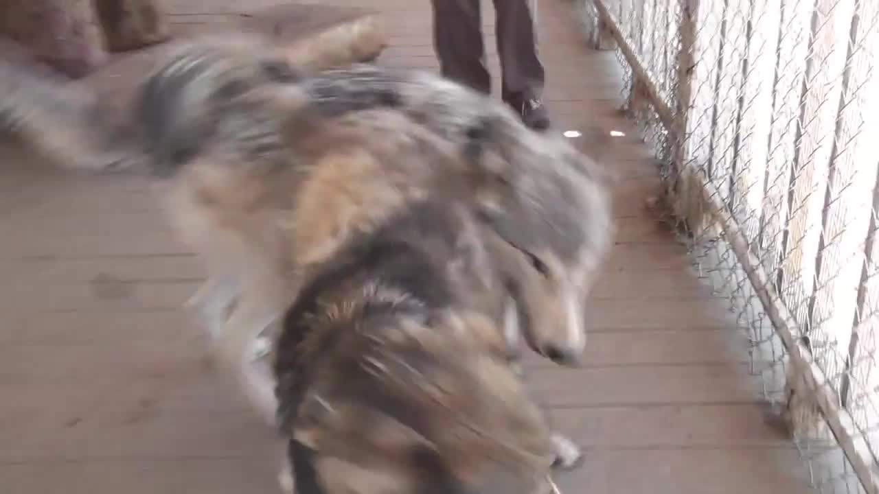 3 Rescue Wolf Dogs Mix Playing LARC3 - Animals - 4fun.com