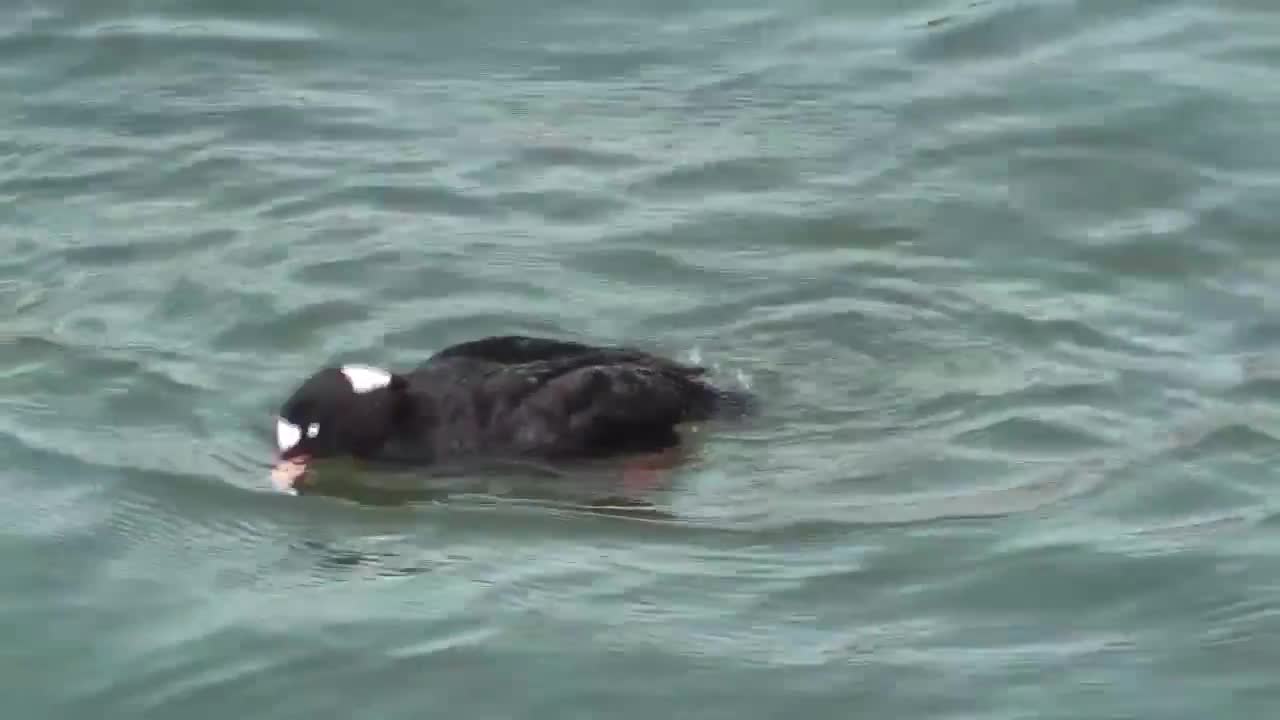Black Duck with Orange Bill Swimming - Animals - 4fun.com
