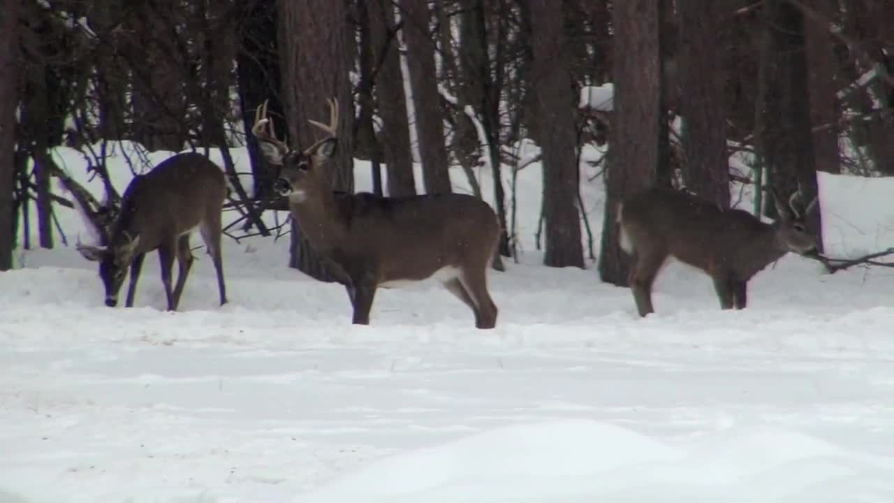 Buck Stands in the Snow Eating with 2 Deer
