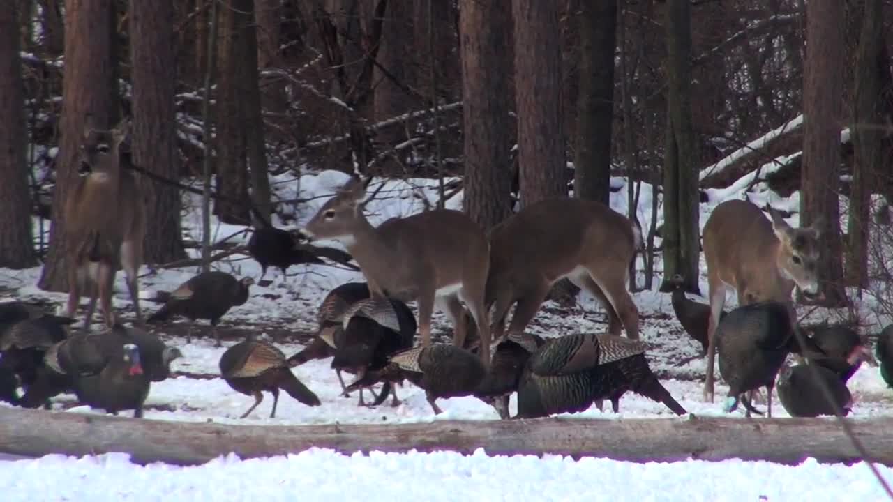Dozens of Turkeys Eating and Pecking in the Snow - Animals - 4fun.com