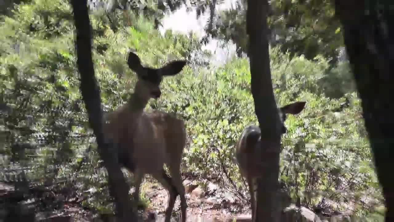 Deer Running on Hill Julian - Animals - 4fun.com
