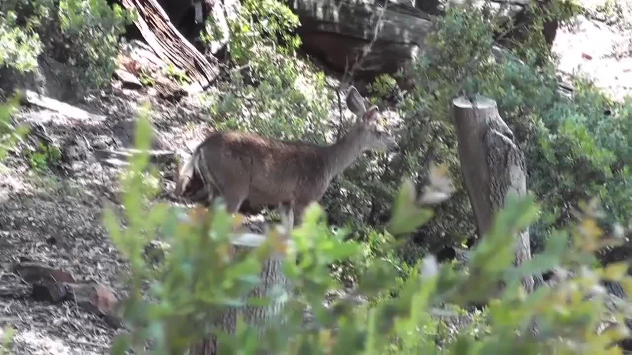Deer Standing in Distance Julian - Animals - 4fun.com