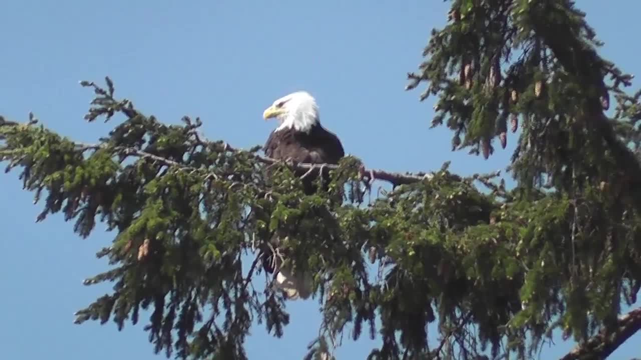 Eagle in Tree Medium Alaska - Animals - 4fun.com