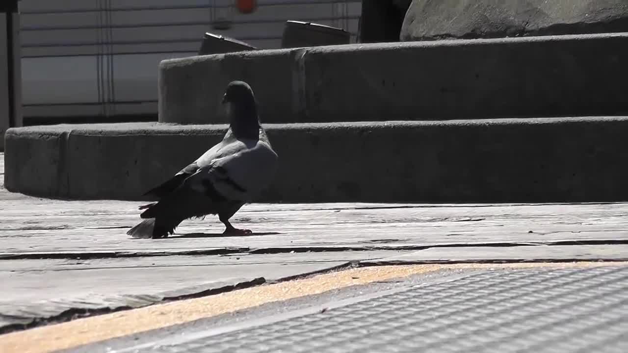 Injured Pigeon Broken Leg Nearly Stepped On Shoes