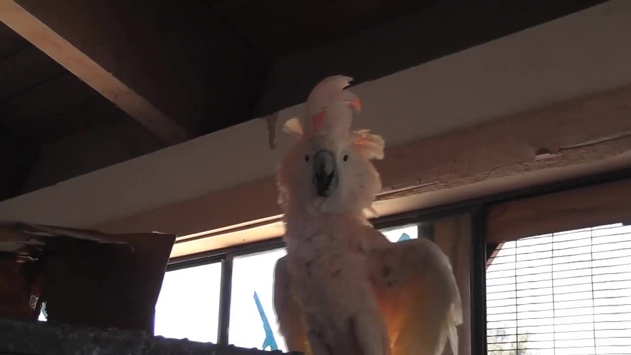 Parrot White And Orange On Cage LARC - Animals - 4fun.com