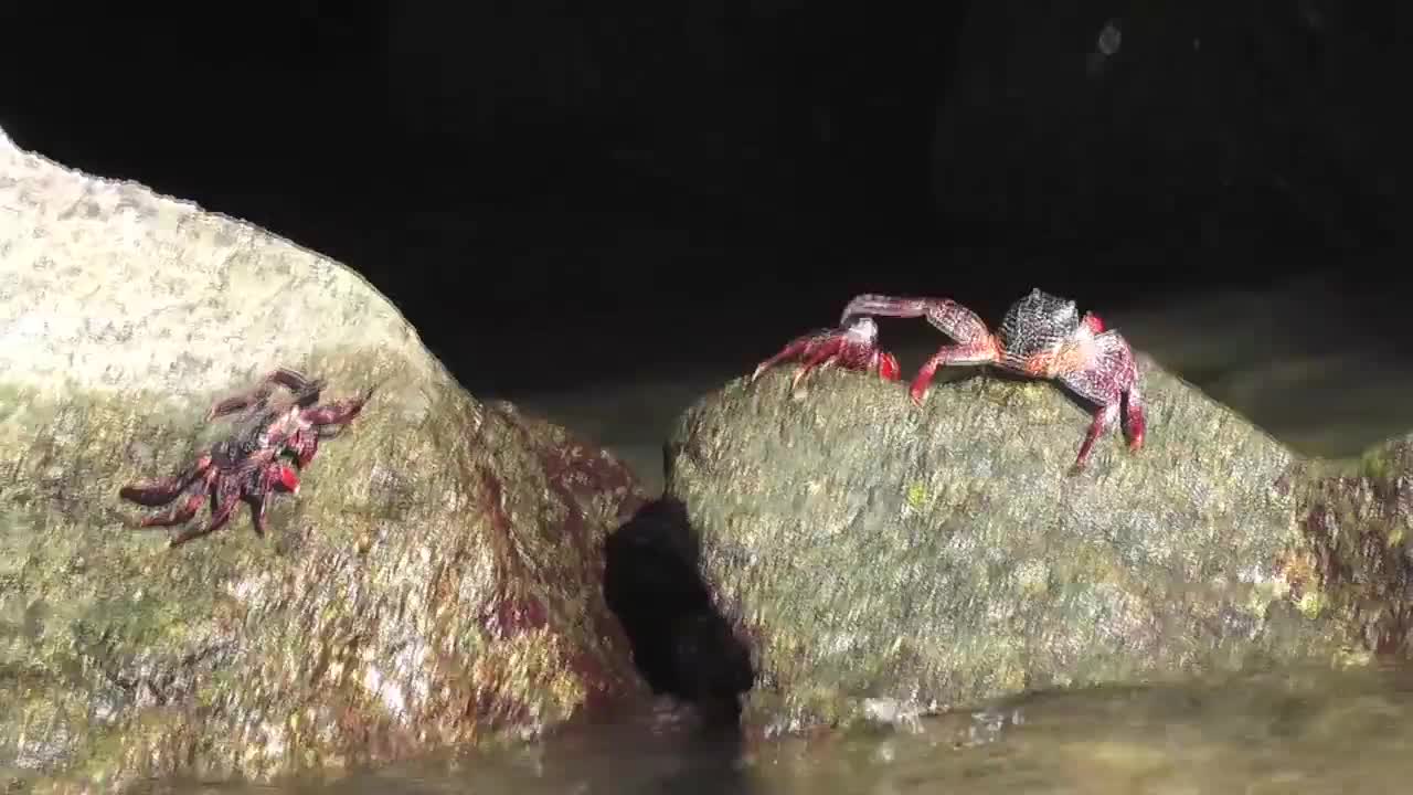 Red Crabs On Rocks Cabo San Lucas