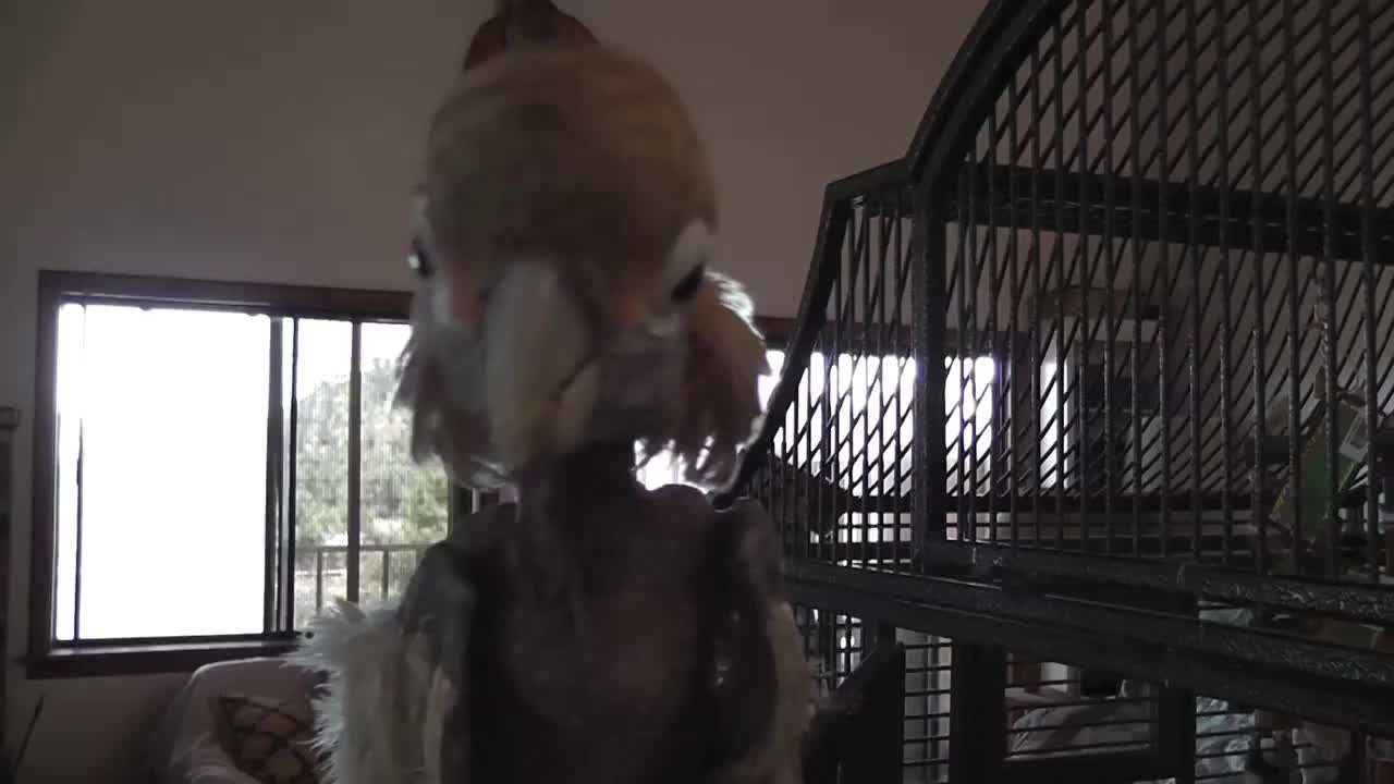 Rescue Cockatoo Close Up Face LARC