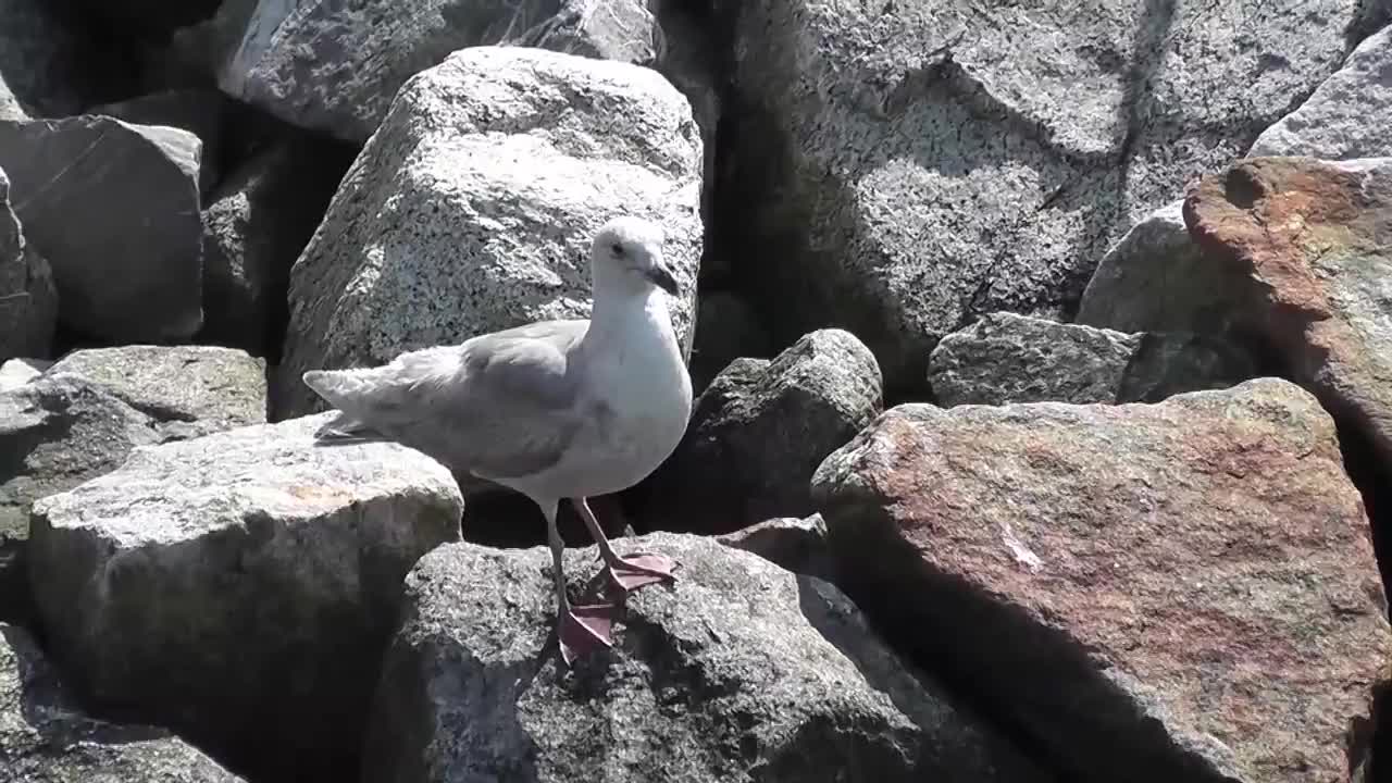 Seagull Standing On Rocks Alaska Mohr Productions - Animals - 4fun.com