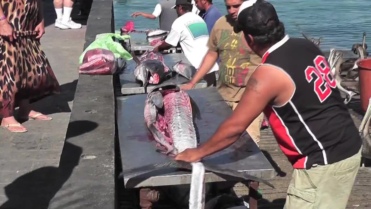Swordfish Cutting Up Cabo San Lucas - Animals - 4fun.com