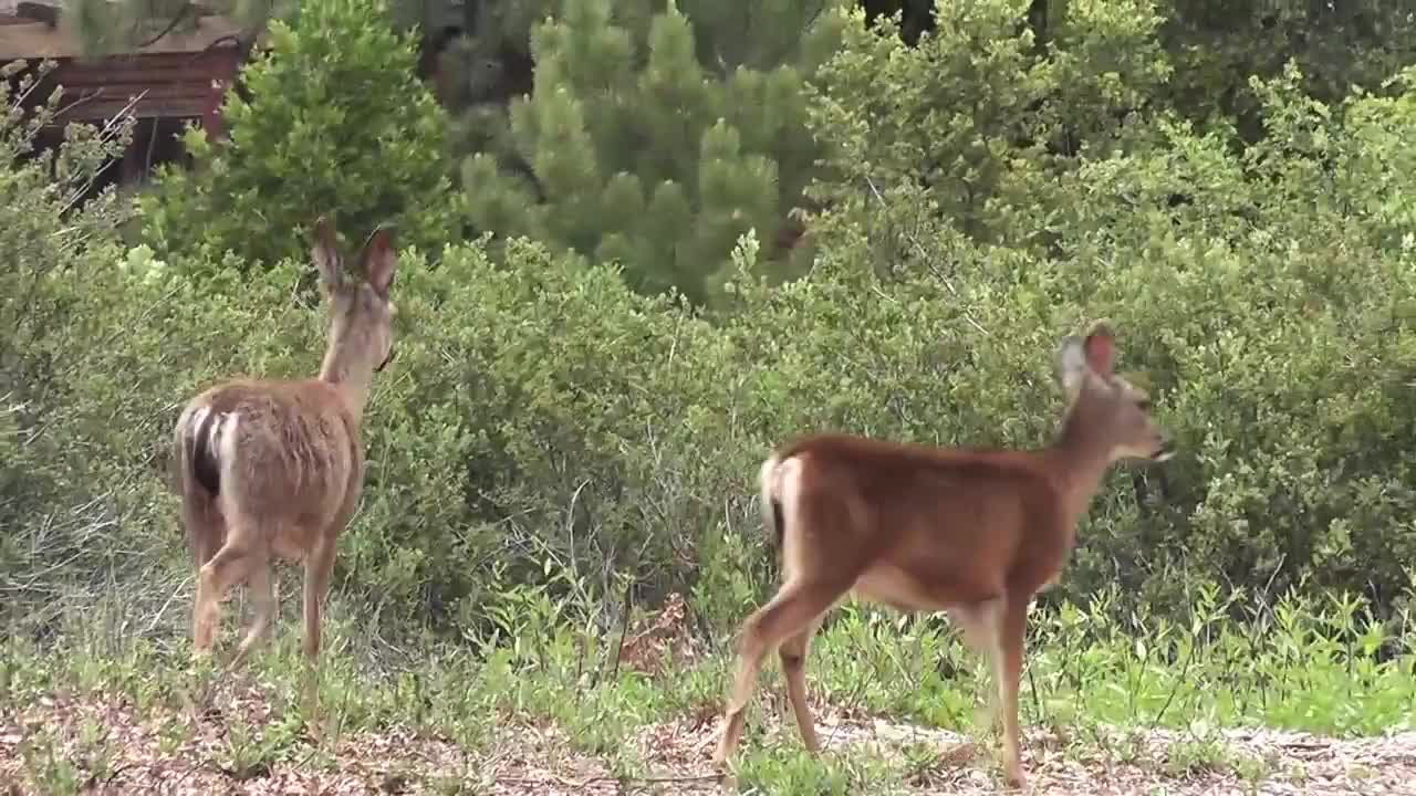 Two Deer Walking in Wilderness Julian