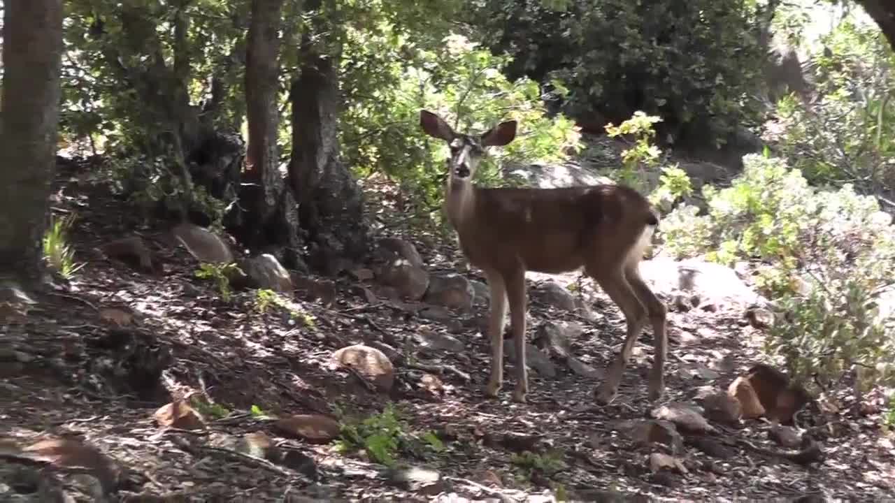 Two Deer Walking 2 in Wilderness Julian - Animals - 4fun.com