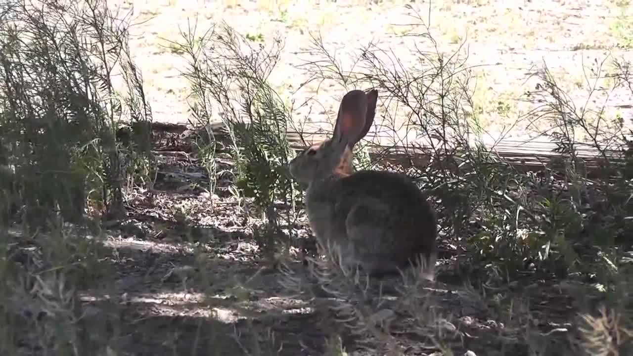 Wild Rabbit Hare LARC - Animals - 4fun.com