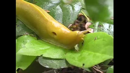 Redwood National and State Parks: Slug Luv