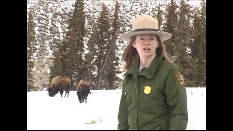 Yellowstone National Park: Respect for Wildlife - Animals - 4fun.com
