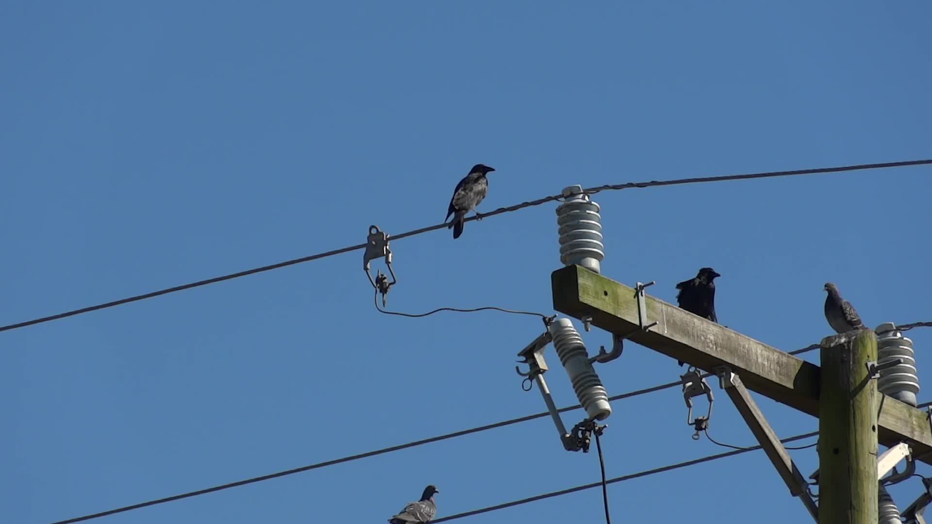 Birds on  Electric Wires - Animals - 4fun.com