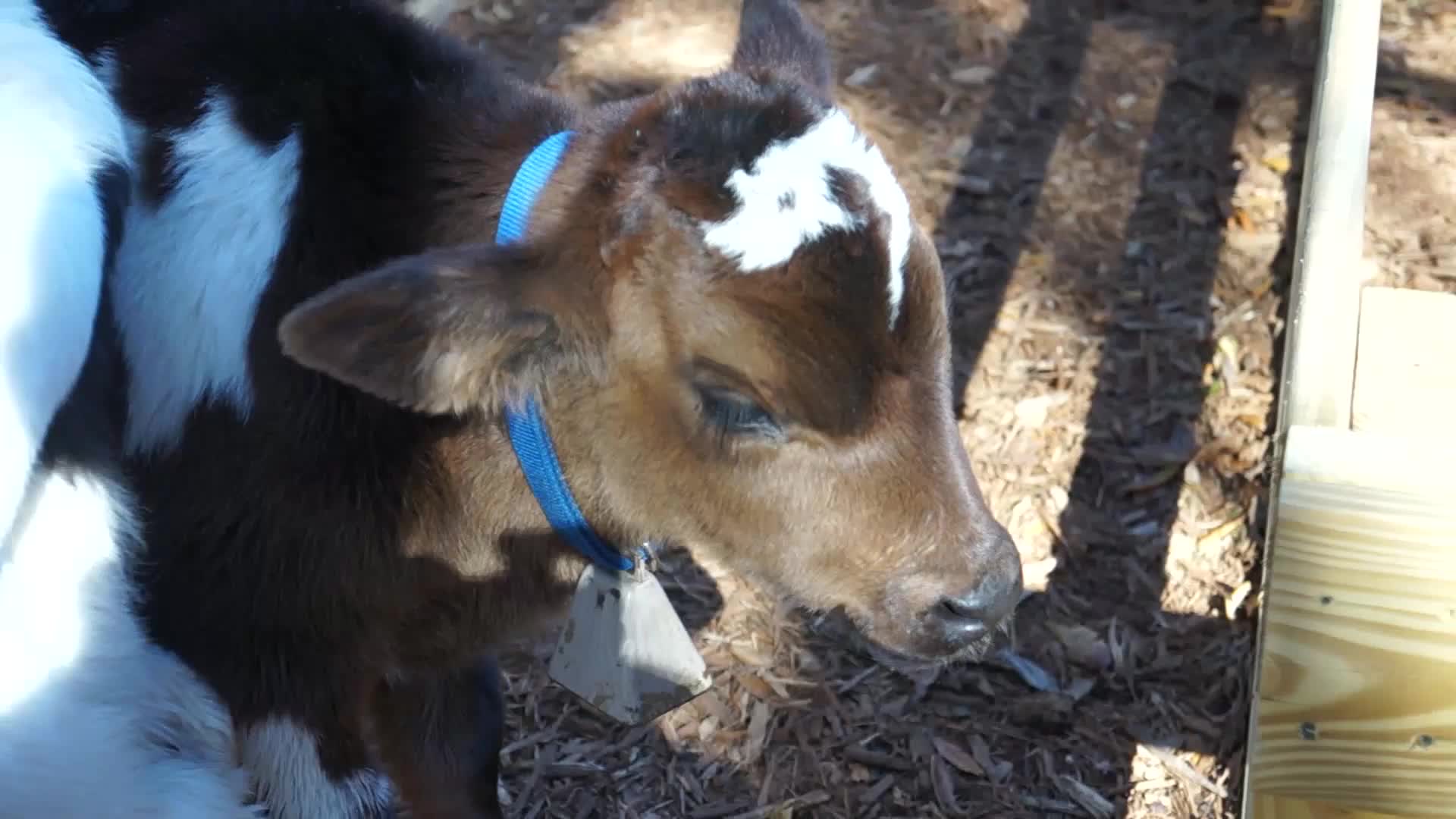 Calf Baby Cow - Animals - 4fun.com