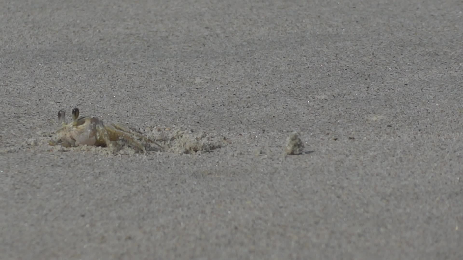 Crab on Sand Beach - Animals - 4fun.com
