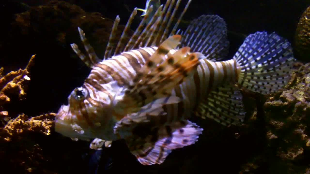 Lionfish Fish Ocean