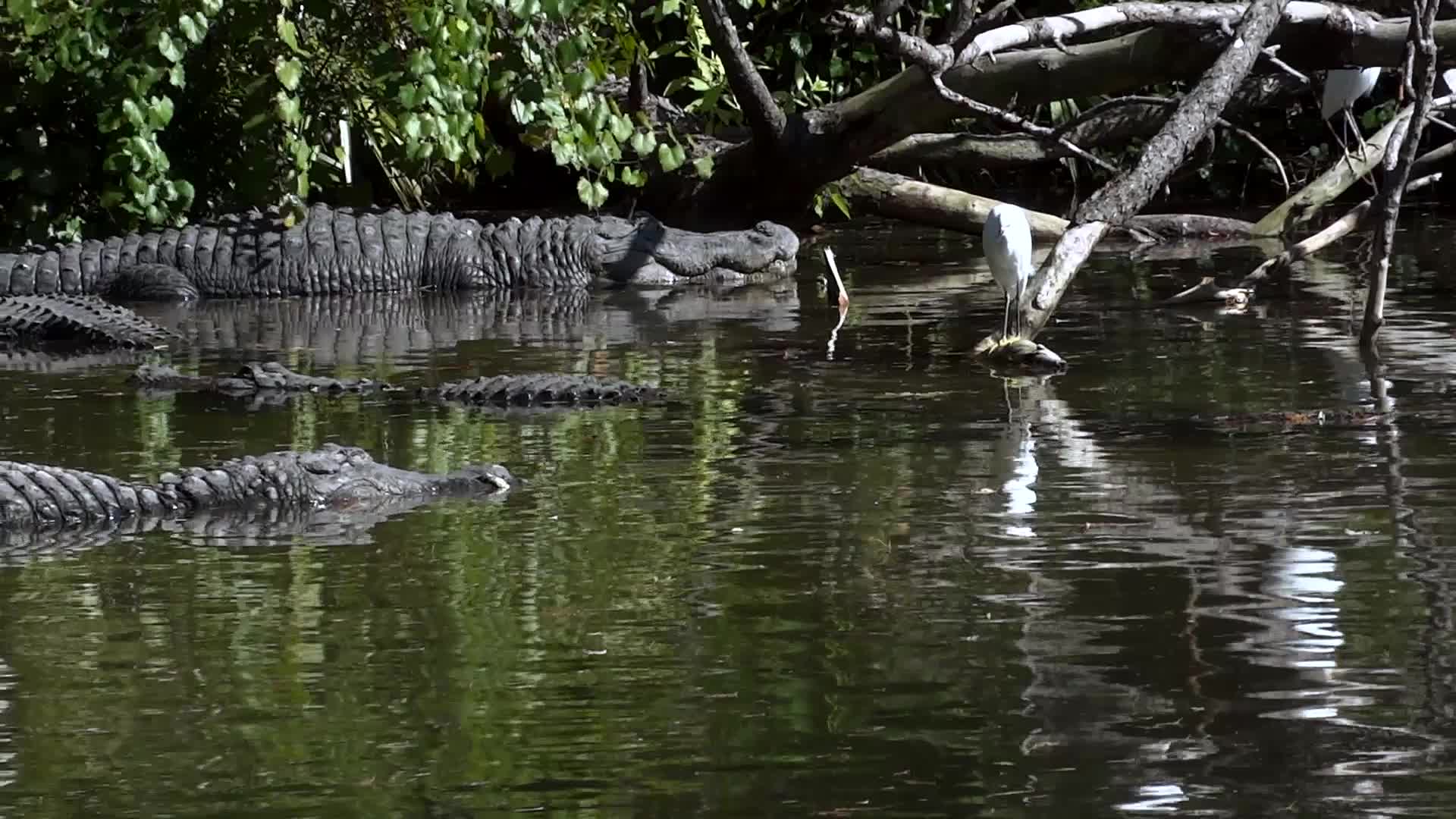 American Alligator - Animals - 4fun.com