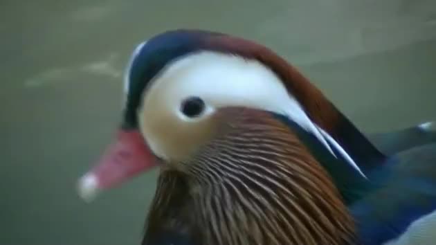 Multi Color Duck