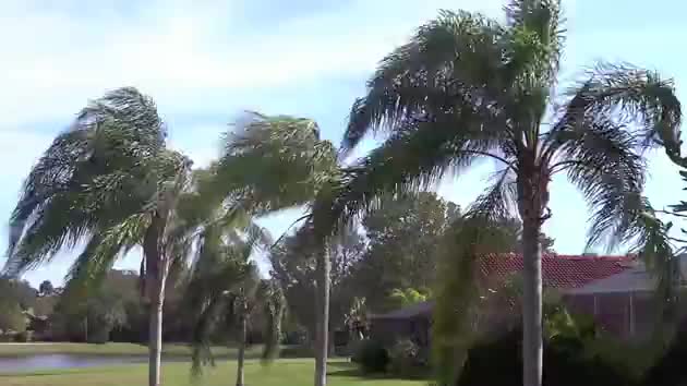 Breezy Palm Trees