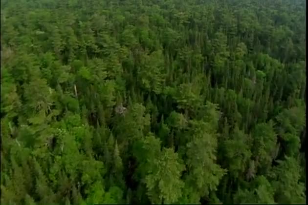 Forest and Water Aerial View