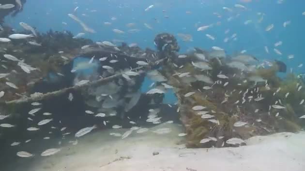 Undersea Exotic Fish
