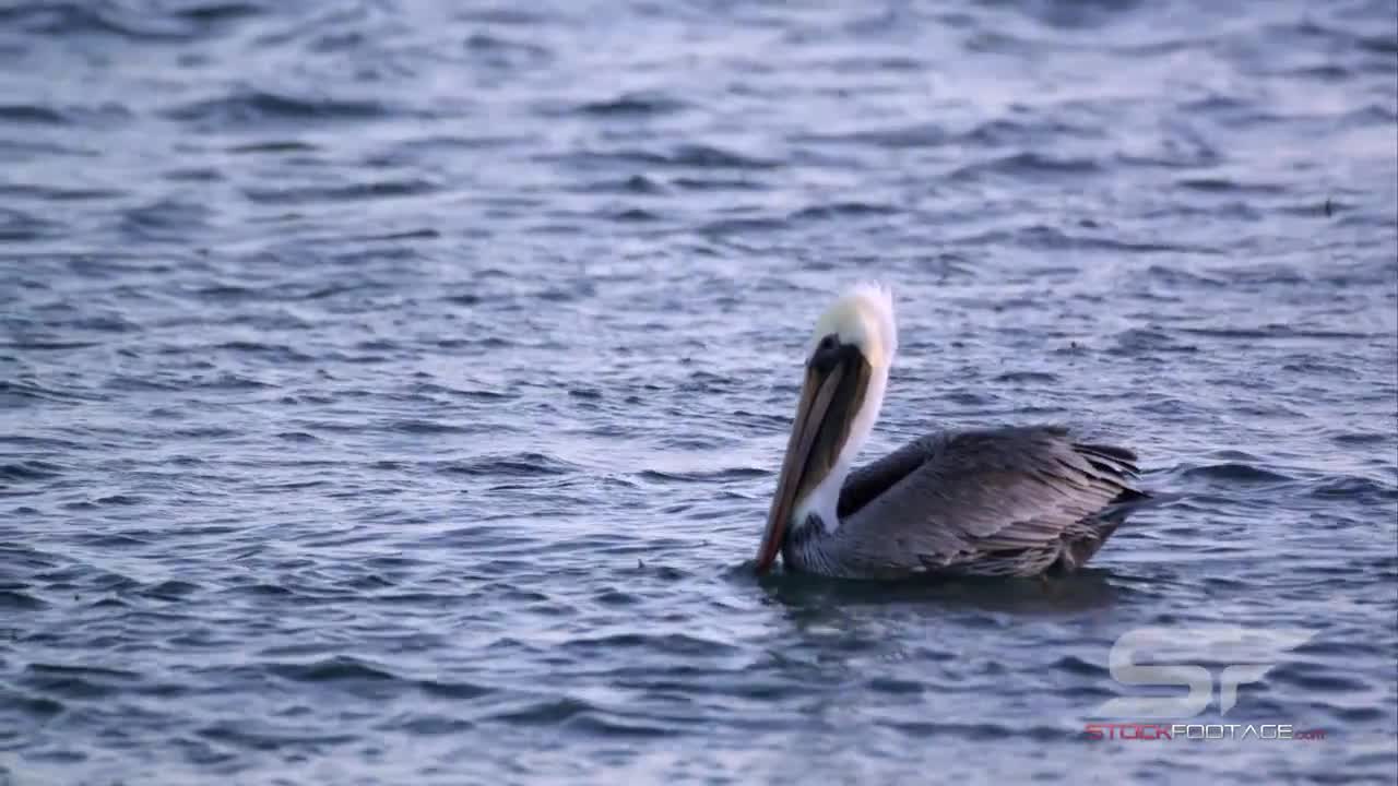 Slow Motion Shot of Pelicans Floating in the Ocean
