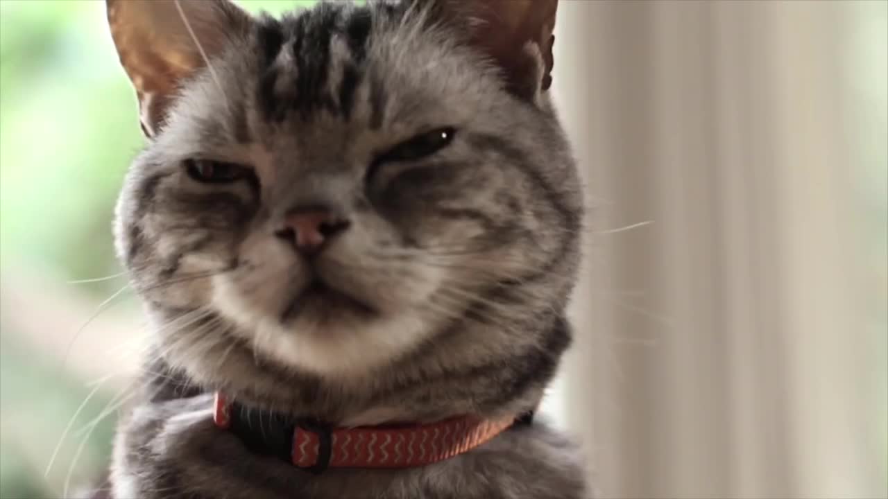 Friskies Viral Video: Dear Kitten