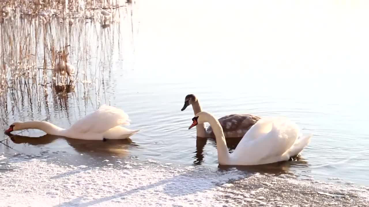 Swans Swim