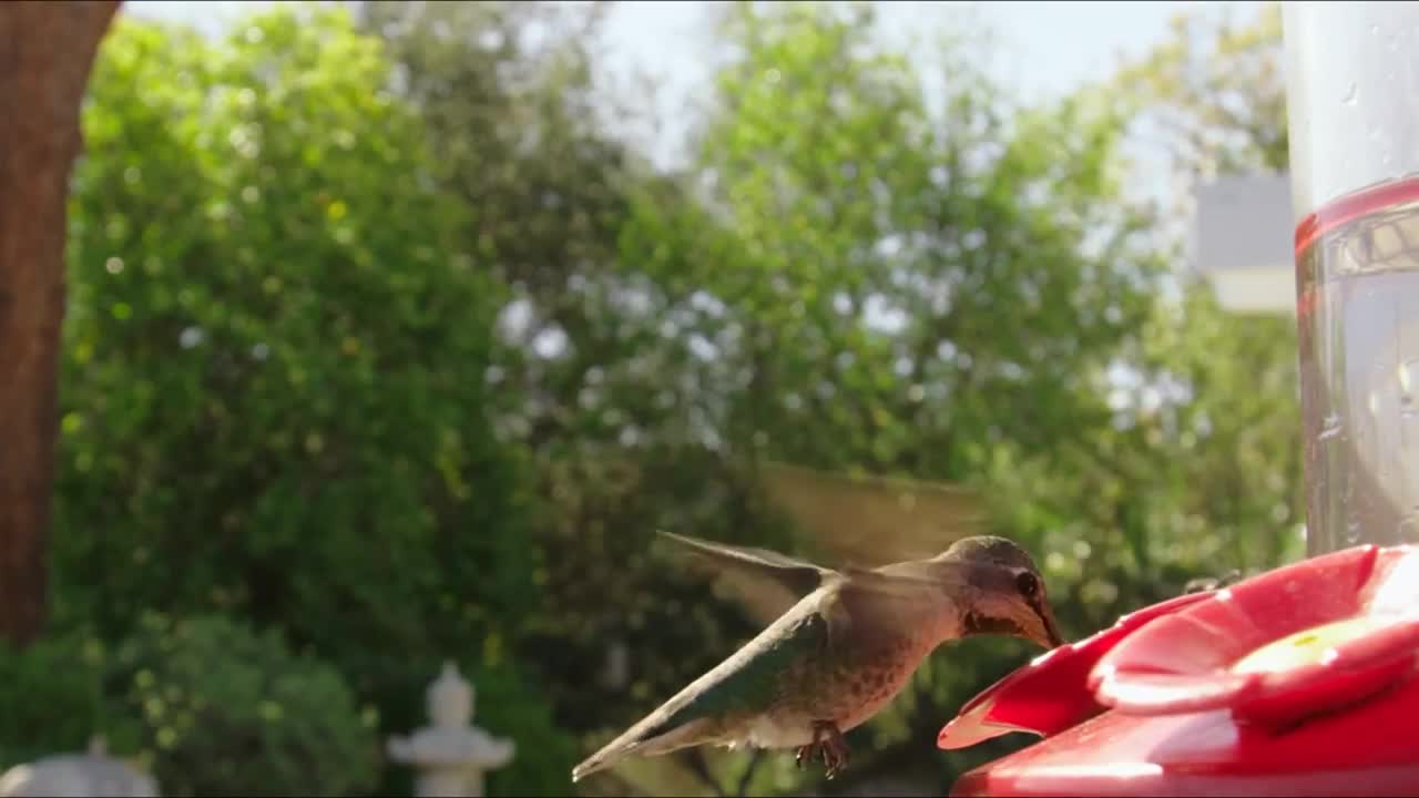 Hummingbird Slow Motion