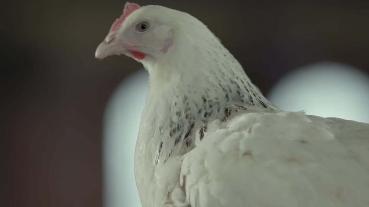 Samsonite Campaign: Chicken