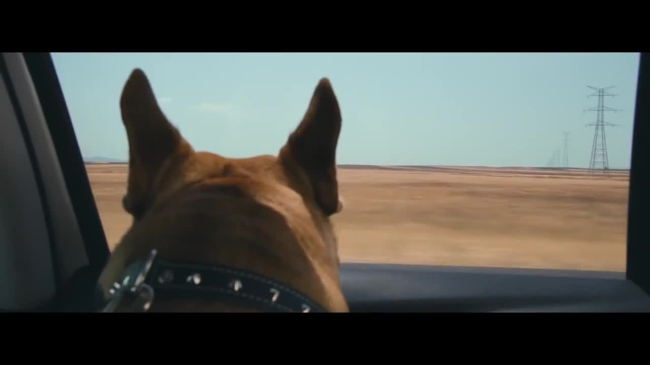 Citroën Commercial: Dog Stretching