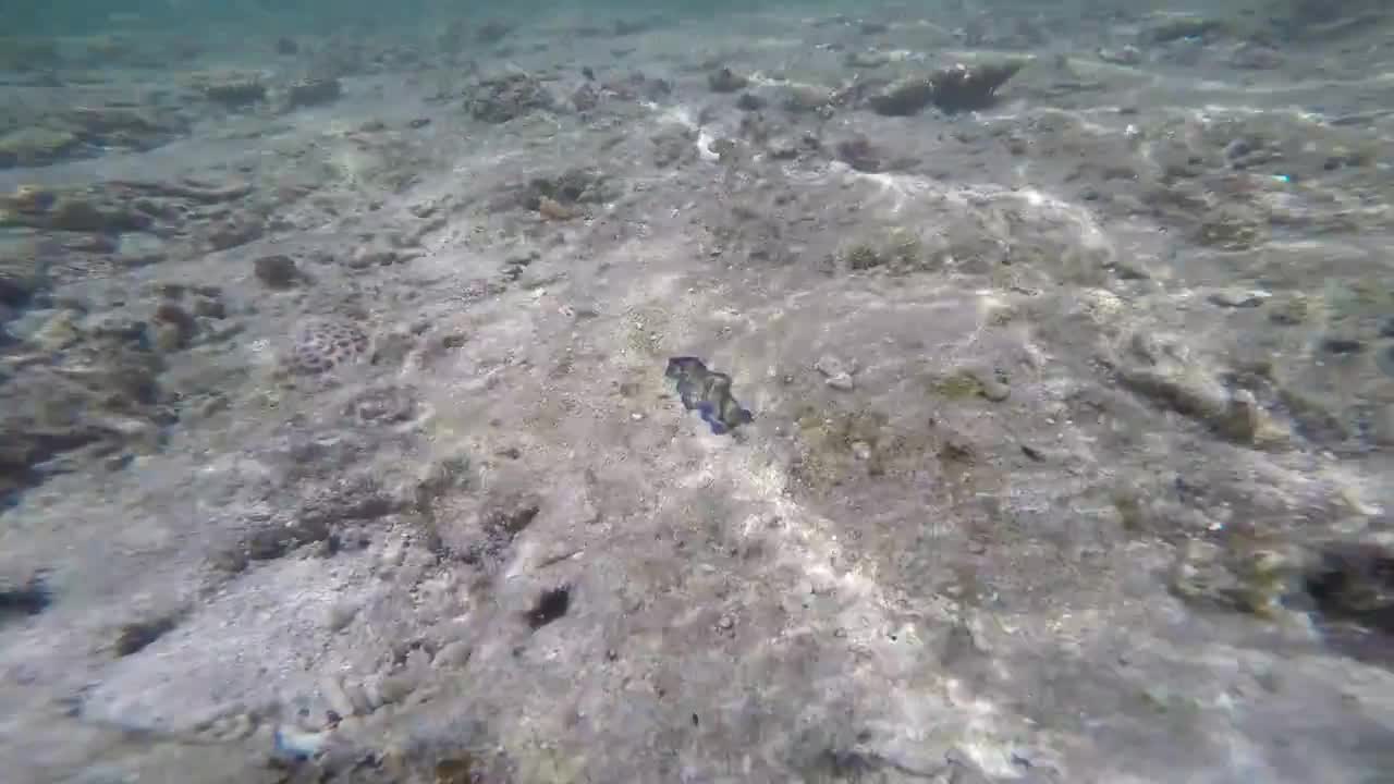 Blue Clam Found in Ishigaki Island
