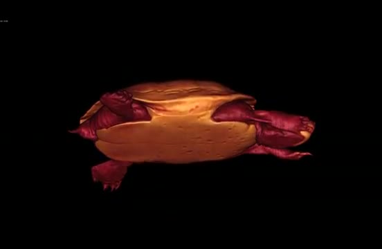 CT Movie of Red-eared Slider