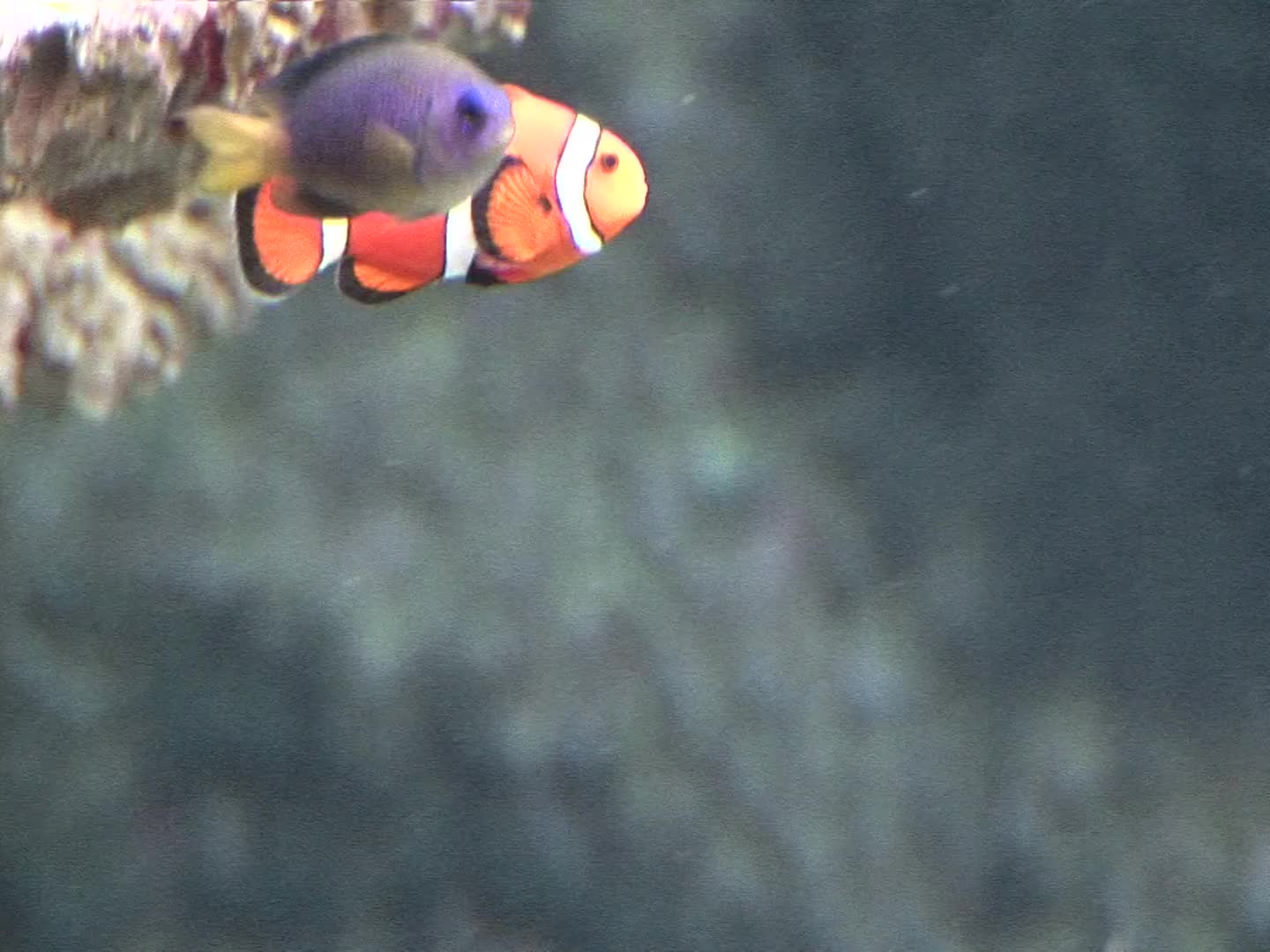 Aquarium Clownfish II