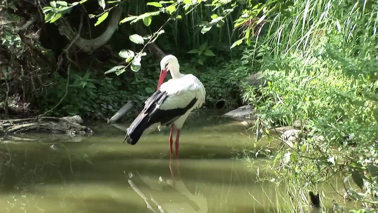 A Stork