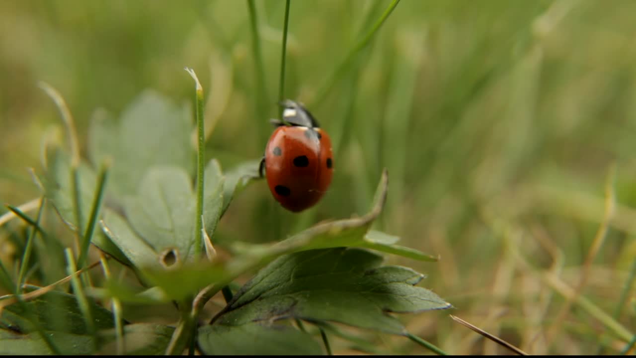 Ladybug, Ladybird