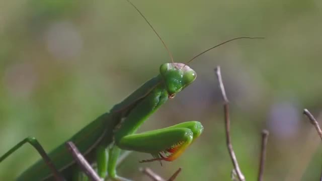 Praying Mantis Captures a Grasshopper in Macro